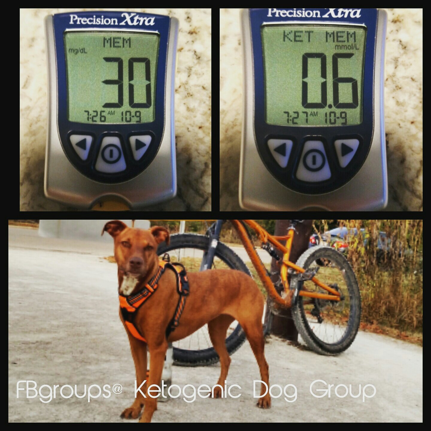 picture of dog and bicycle with ketone and glucose meter readings verifying ketosis in dog